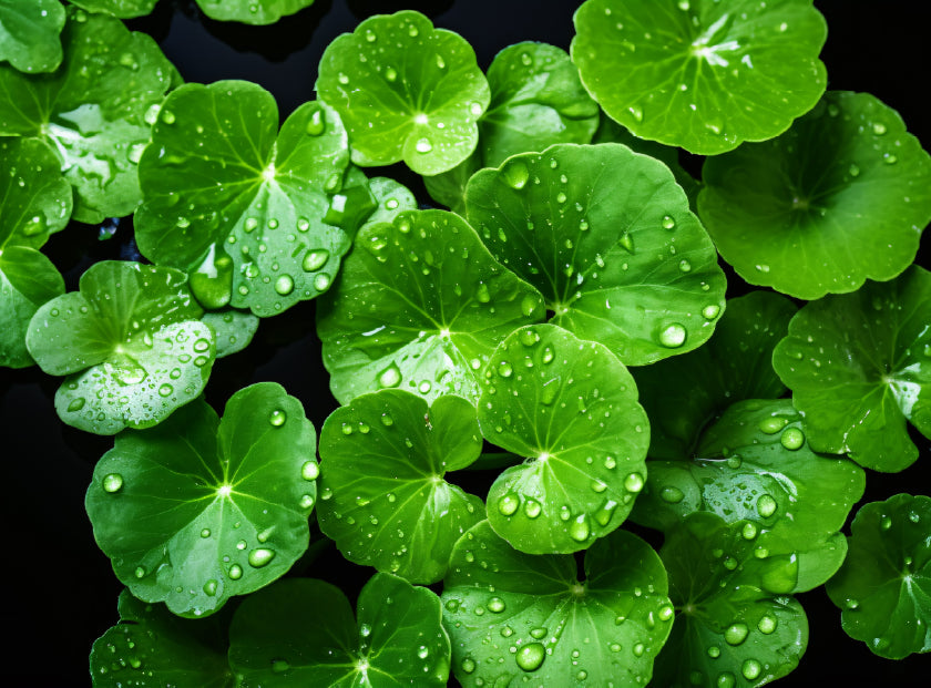 Centella Extract Standardized for Madecasssoside 2000 ppm