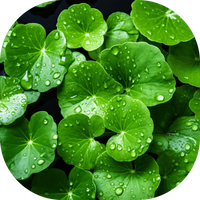 Centella Extract