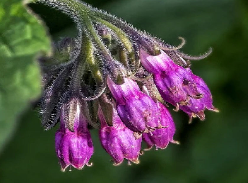  <strong>Allantoin</strong>