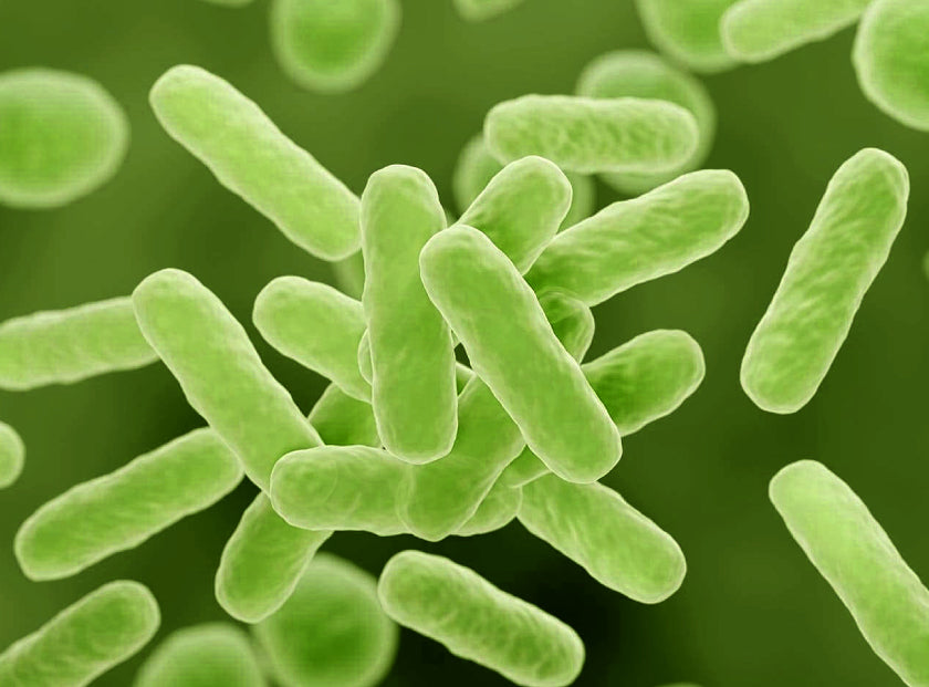 Alpha-Glucan Oligosaccharide