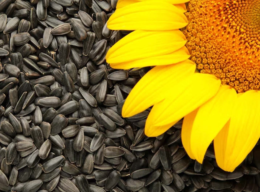 <strong>Sunflower Seed Oil</strong>