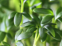 Sulfora White